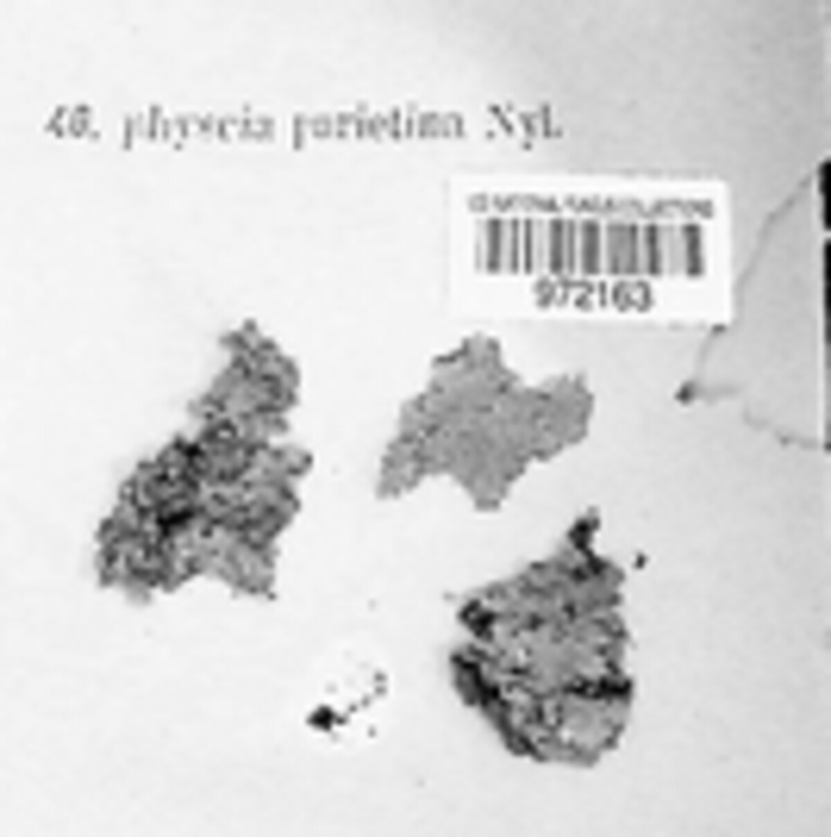 Xanthoria parietina image